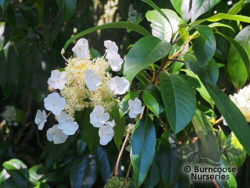 HYDRANGEA seemannii  