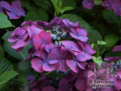 HYDRANGEA 'Ami Pasquier  