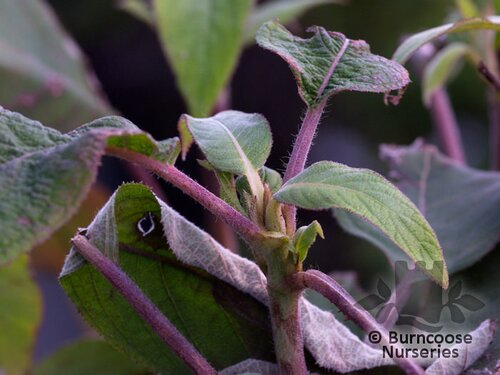 HYDRANGEA aspera 'Anthony Bullivant' 