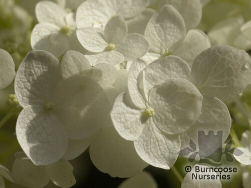 HYDRANGEA arborescens 'Incrediball' 