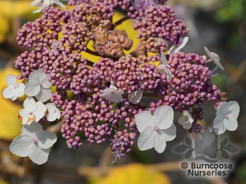 HYDRANGEA sargentiana 'Gold Rush' 