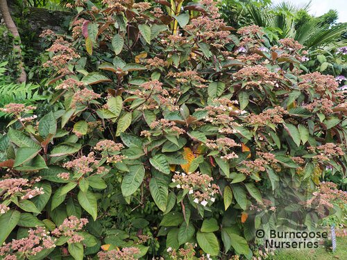 HYDRANGEA aspera Hot Chocolate 