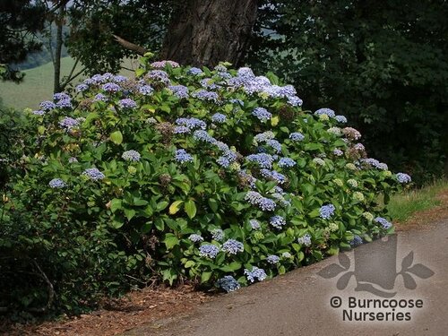 HYDRANGEA 'Ayesha'  