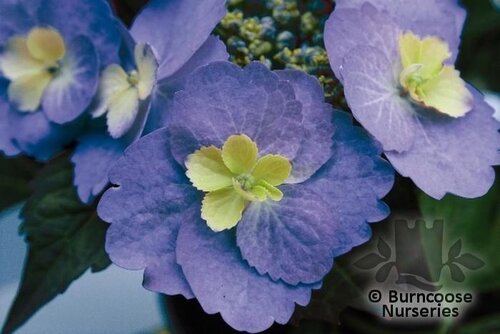 HYDRANGEA 'Blueberry Cheesecake'  