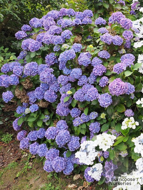 HYDRANGEA 'Europa'  