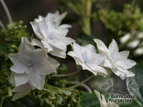 HYDRANGEA 'Fireworks'  