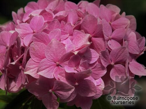 HYDRANGEA 'Generale Vicomptesse de Vibraye'  