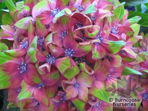 HYDRANGEA 'Glam Rock'  