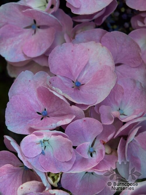 HYDRANGEA 'Hobella'  