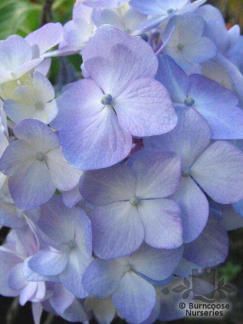HYDRANGEA 'Joseph Banks'  