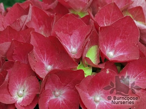 HYDRANGEA 'King George'  