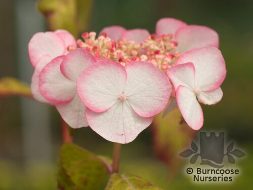 HYDRANGEA serrata 'Kiyosumi' 