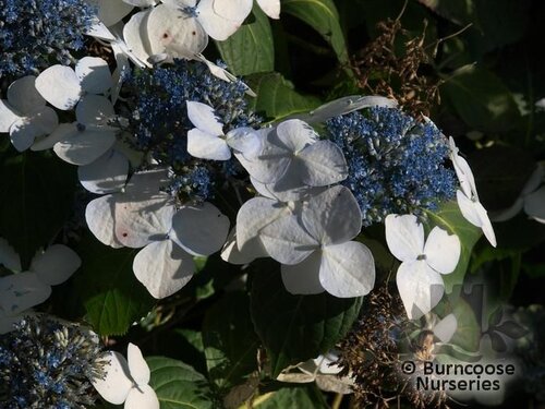 HYDRANGEA 'Lanarth'  