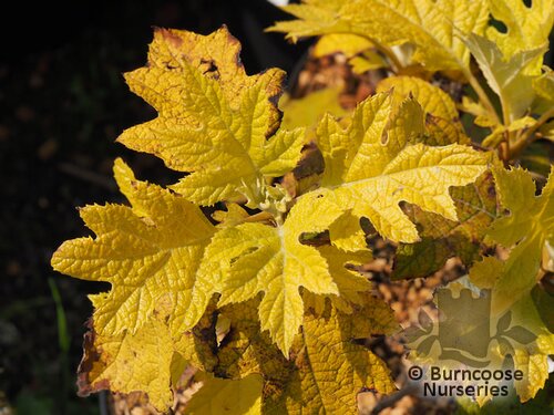HYDRANGEA quercifolia 'Little Honey' 