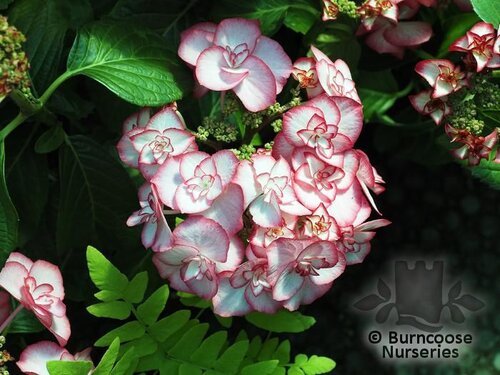 HYDRANGEA 'Yulika'  
