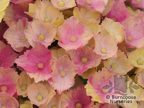 HYDRANGEA 'Magical Amethyst'  