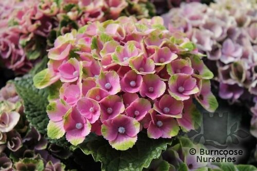 HYDRANGEA 'Magical Coral'  