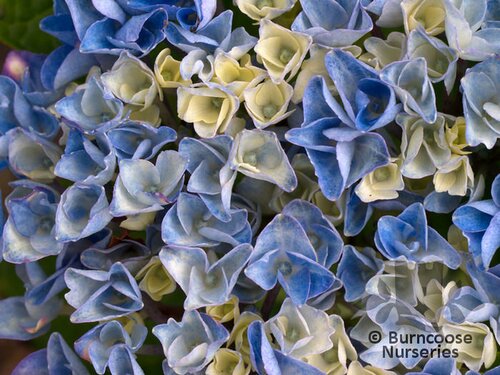 HYDRANGEA 'Magical Revolution Blue'  