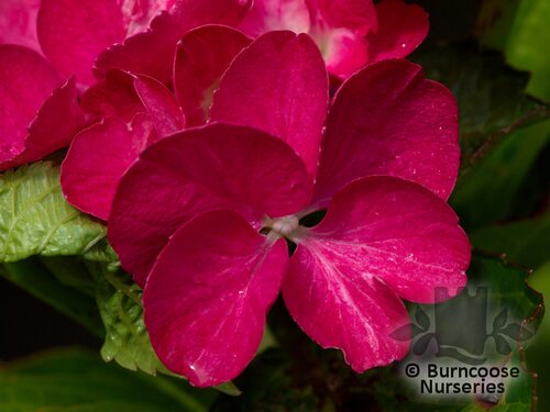HYDRANGEA 'Masja'  
