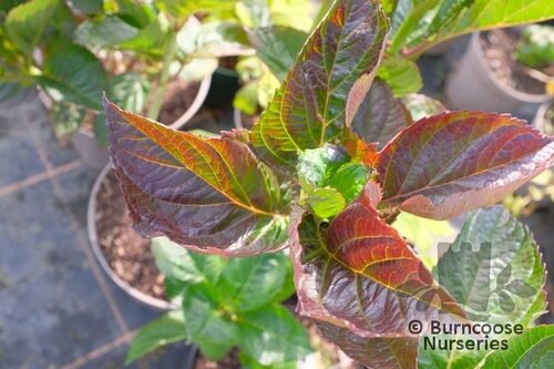HYDRANGEA 'Merveille Sanguine'  