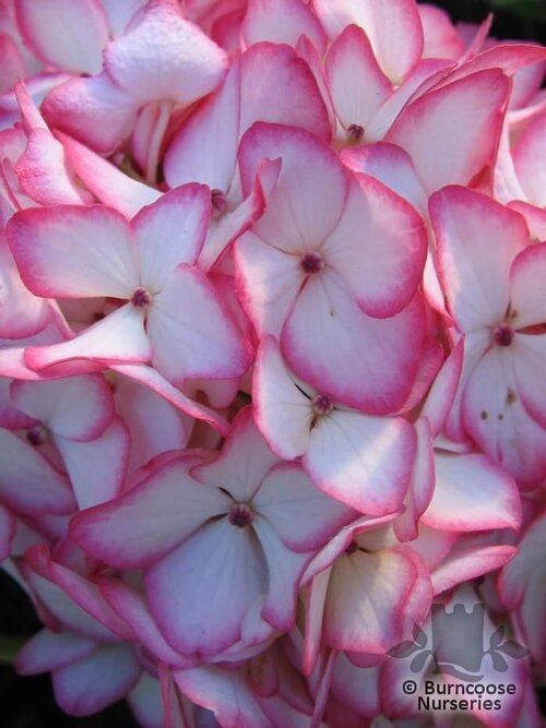 HYDRANGEA 'Mirai'  