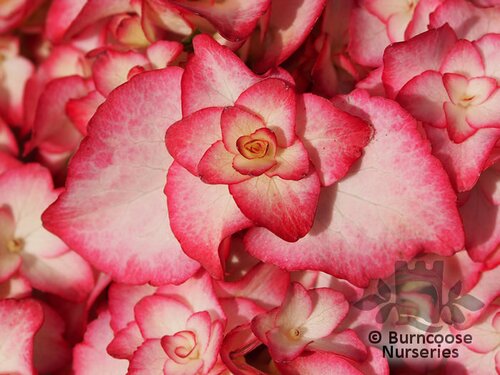 HYDRANGEA 'Miss Saori'  