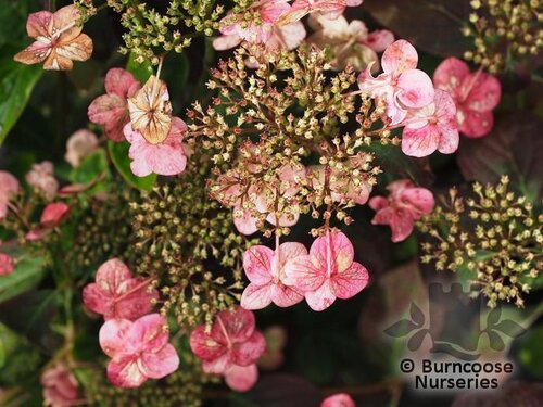HYDRANGEA serrata 'Mont Aso' 