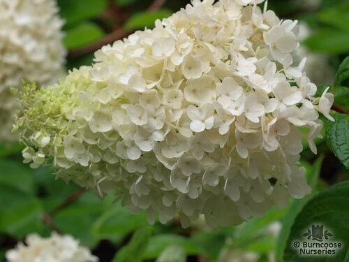 HYDRANGEA paniculata 'Kyushu' 