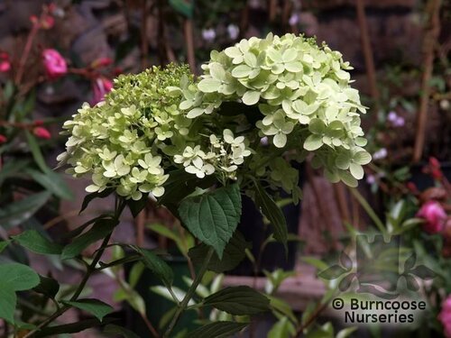 HYDRANGEA paniculata 'Limelight' 