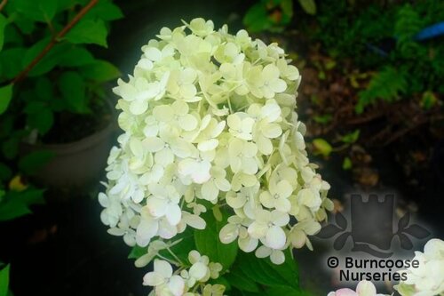 HYDRANGEA paniculata 'Little Lime Punch' 