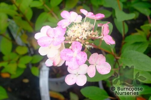 HYDRANGEA paniculata 'Little Quick Fire' 
