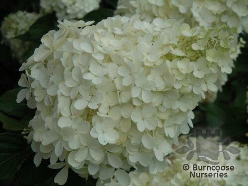 HYDRANGEA paniculata 'Polar Bear' 