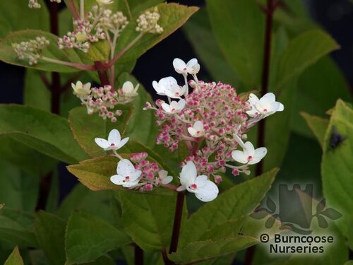 HYDRANGEA paniculata 'Tardiva' 