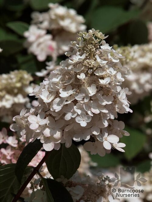 HYDRANGEA paniculata 'Vanille Fraise' 