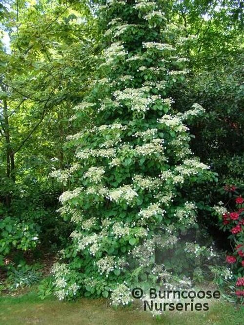 HYDRANGEA petiolaris  