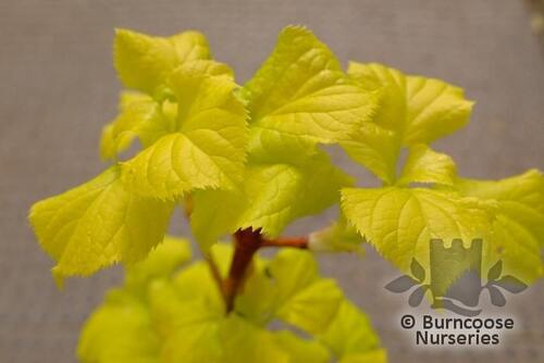 HYDRANGEA petiolaris 'Bright Side' 