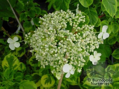 HYDRANGEA petiolaris 'Mirranda' 