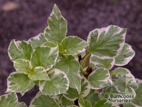 HYDRANGEA petiolaris 'Silver Lining' 