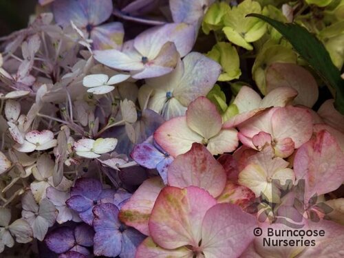 HYDRANGEA 'Preziosa'  