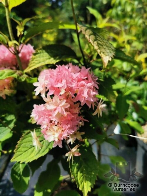 HYDRANGEA 'Princess Diana'  