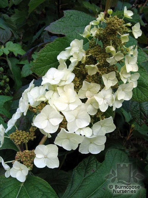 HYDRANGEA quercifolia  