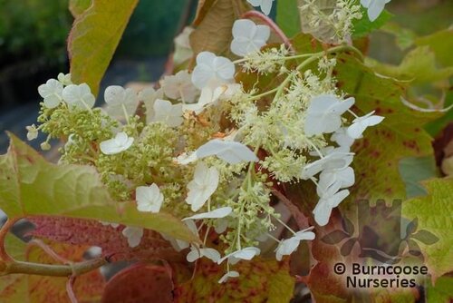 HYDRANGEA quercifolia 'Alice' 