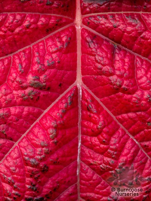 HYDRANGEA quercifolia 'Burgundy' 