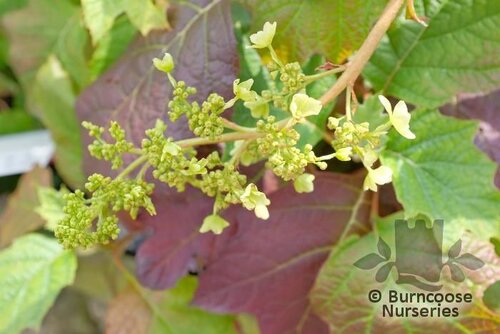 HYDRANGEA quercifolia 'Ruby Slippers'  