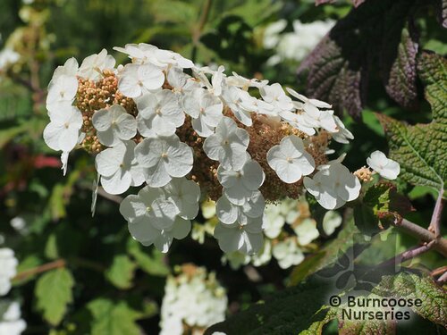HYDRANGEA quercifolia 'Snow Queen' 