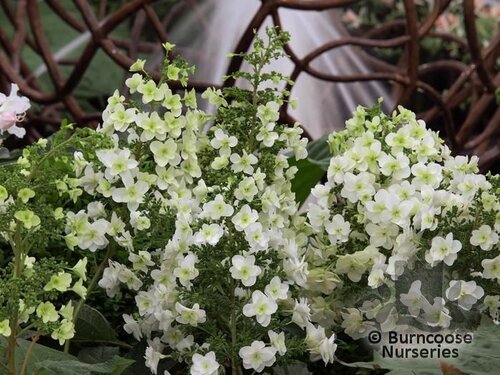 HYDRANGEA quercifolia 'Snowflake' 