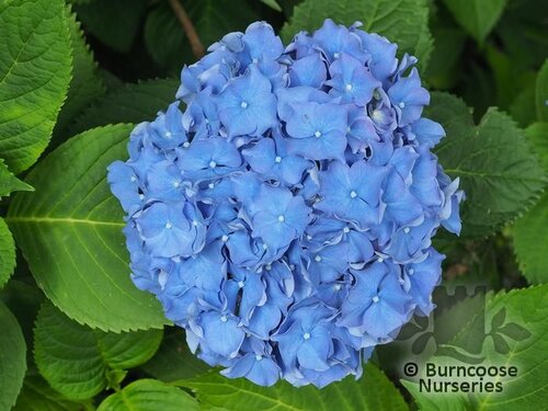 HYDRANGEA 'R.F. Felton'  