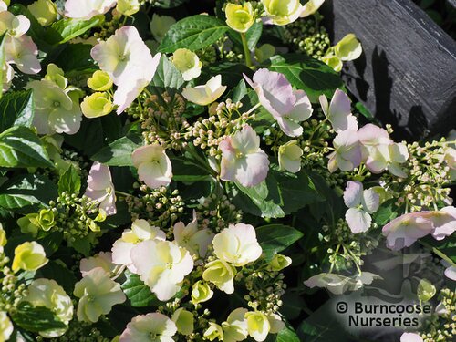 HYDRANGEA 'Runaway Bride'  