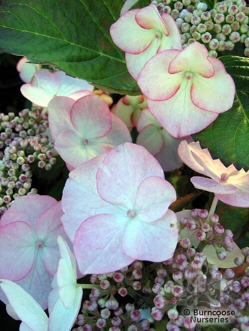 HYDRANGEA 'Sabrina'  