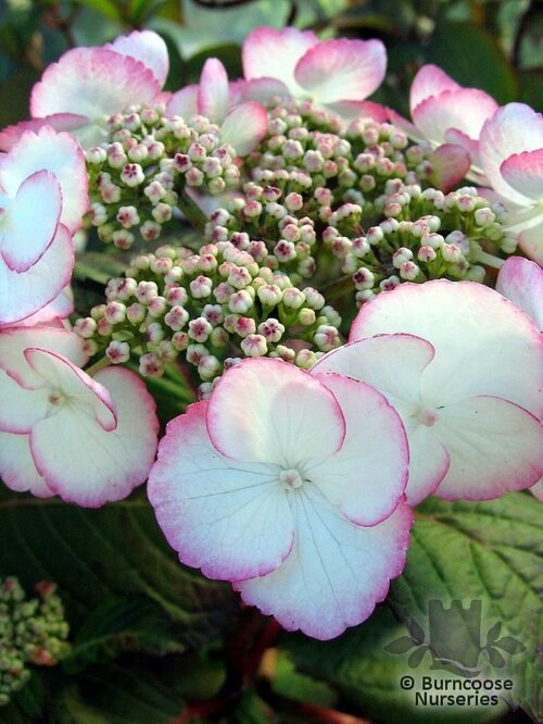 HYDRANGEA 'Sandra'  